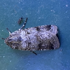 Agrotis porphyricollis at Numeralla, NSW - suppressed