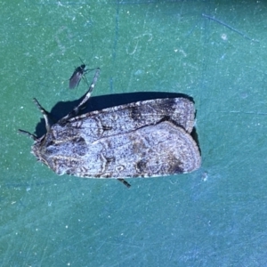 Agrotis porphyricollis at Numeralla, NSW - suppressed