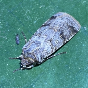 Agrotis porphyricollis at Numeralla, NSW - suppressed