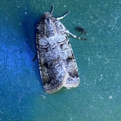 Agrotis porphyricollis at Numeralla, NSW - suppressed