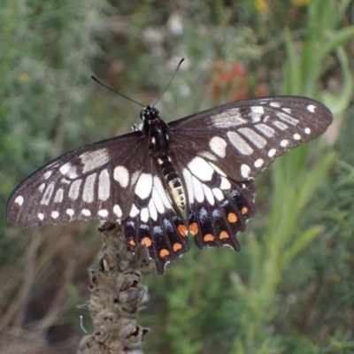 Papilio anactus (Dainty Swallowtail) at Wanniassa Hill - 12 Mar 2022 by AnneG1