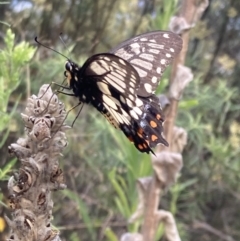 Papilio anactus at Fadden, ACT - 12 Mar 2022