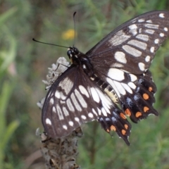 Papilio anactus at Fadden, ACT - 12 Mar 2022