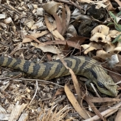 Tiliqua scincoides scincoides (Eastern Blue-tongue) at Mawson, ACT - 4 Mar 2022 by clec