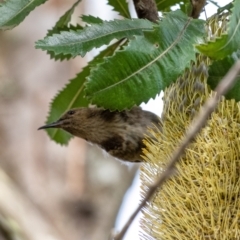 Phylidonyris pyrrhopterus (Crescent Honeyeater) at Wingecarribee Local Government Area - 11 Mar 2022 by Aussiegall