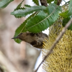 Phylidonyris pyrrhopterus (Crescent Honeyeater) at Bundanoon, NSW - 11 Mar 2022 by Aussiegall