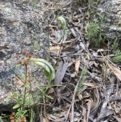 Diplodium ampliatum at Fadden, ACT - 12 Mar 2022