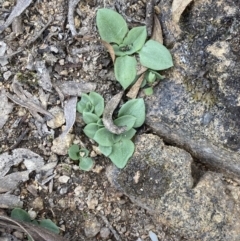 Diplodium ampliatum at Fadden, ACT - 12 Mar 2022