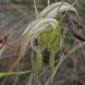 Diplodium ampliatum at Fadden, ACT - 12 Mar 2022