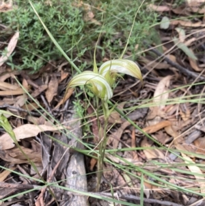 Diplodium ampliatum at Fadden, ACT - 12 Mar 2022