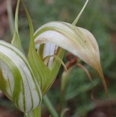 Diplodium ampliatum at Fadden, ACT - 12 Mar 2022