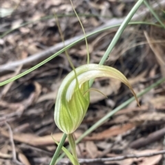 Diplodium ampliatum at Fadden, ACT - 12 Mar 2022