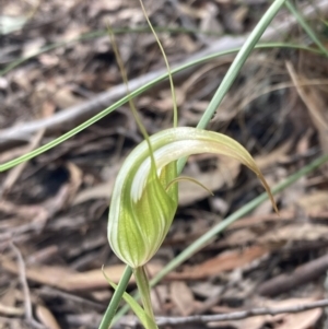 Diplodium ampliatum at Fadden, ACT - 12 Mar 2022