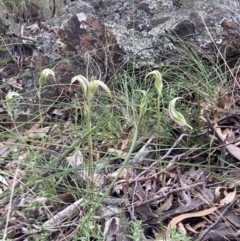 Diplodium ampliatum at Fadden, ACT - 12 Mar 2022