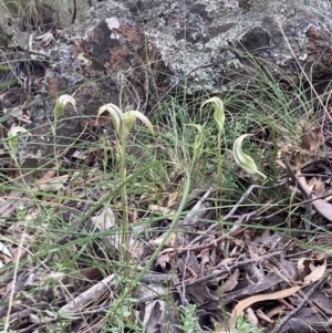 Diplodium ampliatum at Fadden, ACT - suppressed