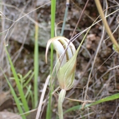 Diplodium ampliatum (Large Autumn Greenhood) at Wanniassa Hill - 12 Mar 2022 by AnneG1