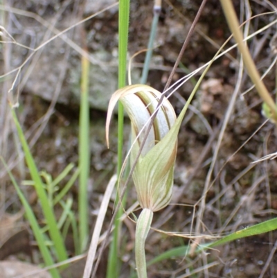 Diplodium ampliatum (Large Autumn Greenhood) at Wanniassa Hill - 12 Mar 2022 by AnneG1