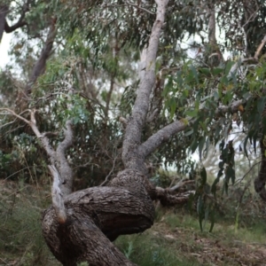 Eucalyptus bridgesiana at Gundaroo, NSW - 10 Mar 2022 03:12 PM