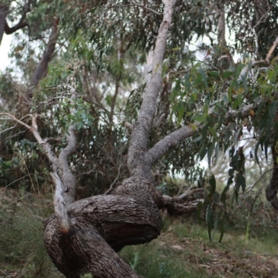 Eucalyptus bridgesiana (Apple Box) at Gundaroo, NSW - 10 Mar 2022 by Gunyijan