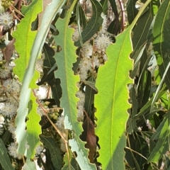 Eucalyptus bridgesiana at Gundaroo, NSW - 10 Mar 2022