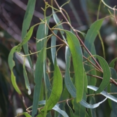 Eucalyptus bridgesiana at Gundaroo, NSW - 10 Mar 2022 03:12 PM