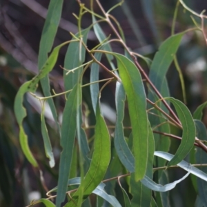 Eucalyptus bridgesiana at Gundaroo, NSW - 10 Mar 2022 03:12 PM