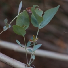 Eucalyptus bridgesiana at Gundaroo, NSW - 10 Mar 2022