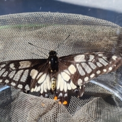 Papilio anactus (Dainty Swallowtail) at Isaacs, ACT - 12 Mar 2022 by Mike