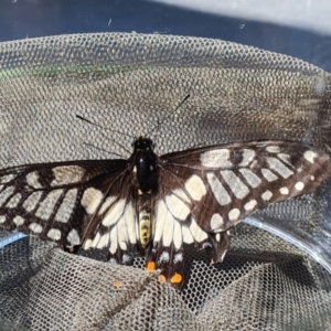 Papilio anactus at Isaacs, ACT - 12 Mar 2022