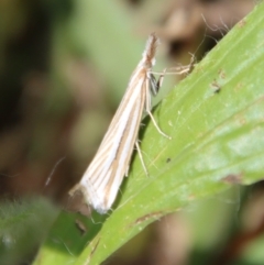 Hednota species near grammellus (Pyralid or snout moth) at Hughes, ACT - 12 Mar 2022 by LisaH