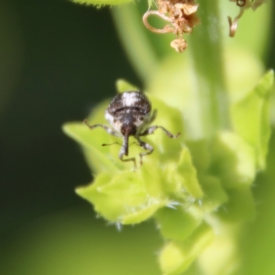 Mogulones larvatus (Paterson's curse crown weevil) at Hughes, ACT - 12 Mar 2022 by LisaH