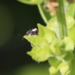 Mogulones larvatus at Hughes, ACT - suppressed