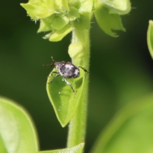 Mogulones larvatus at Hughes, ACT - suppressed