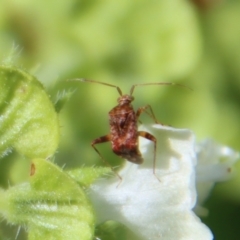 Sidnia kinbergi (Australian crop mirid) at Hughes Grassy Woodland - 12 Mar 2022 by LisaH