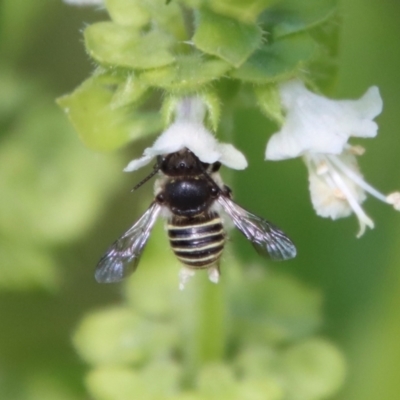 Pseudoanthidium (Immanthidium) repetitum (African carder bee, Megachild bee) at Hughes, ACT - 12 Mar 2022 by LisaH