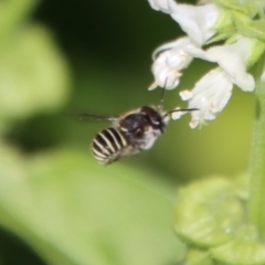 Pseudoanthidium (Immanthidium) repetitum at Hughes, ACT - 12 Mar 2022