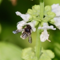 Pseudoanthidium (Immanthidium) repetitum at Hughes, ACT - 12 Mar 2022