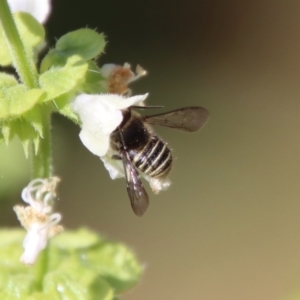 Pseudoanthidium (Immanthidium) repetitum at Hughes, ACT - 12 Mar 2022