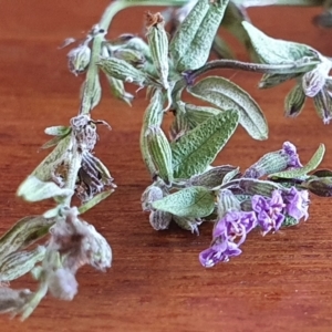 Mentha diemenica at Gundaroo, NSW - 12 Mar 2022 04:35 PM