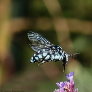 Thyreus caeruleopunctatus at Macgregor, ACT - suppressed