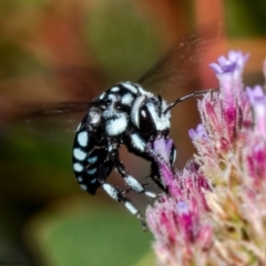 Thyreus caeruleopunctatus at Macgregor, ACT - suppressed