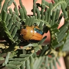 Calomela parilis (Leaf beetle) at Mount Ainslie - 12 Mar 2022 by Pirom