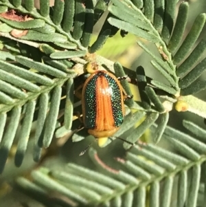 Calomela parilis at Hackett, ACT - 12 Mar 2022 03:43 PM