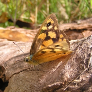 Heteronympha penelope at Paddys River, ACT - 12 Mar 2022