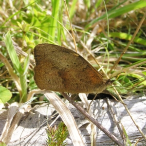 Heteronympha merope at Paddys River, ACT - 12 Mar 2022