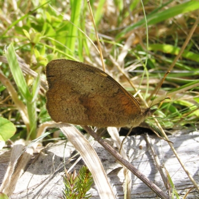 Heteronympha merope (Common Brown Butterfly) at Paddys River, ACT - 11 Mar 2022 by MatthewFrawley