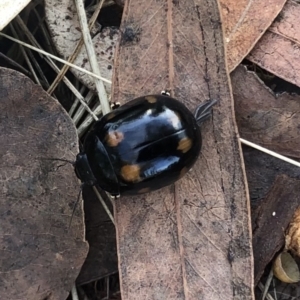 Paropsisterna octosignata at Belconnen, ACT - 12 Mar 2022