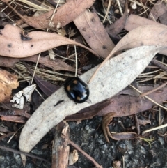 Paropsisterna octosignata at Belconnen, ACT - 12 Mar 2022