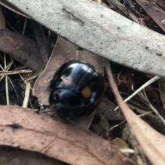 Paropsisterna octosignata at Belconnen, ACT - 12 Mar 2022