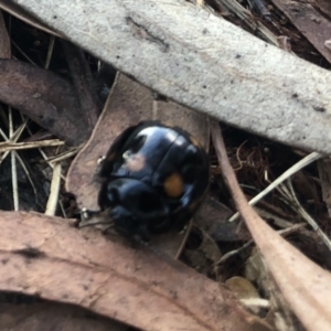 Paropsisterna octosignata at Belconnen, ACT - 12 Mar 2022